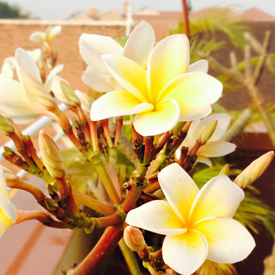 Frangipani flowers. Siem Reap, 