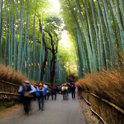 bamboo forest, mt arishiyama, kyoto, tourists tours, sketchbook tour, painting holidays, 