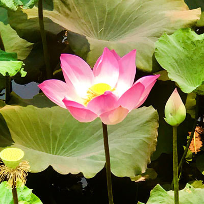 Lotus flower, lily pond, pink lotus, siem reap, painting, sketching holidays,  