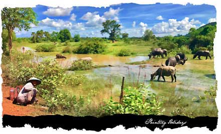 water buffalo, siem reap, river, lake, countryside, 